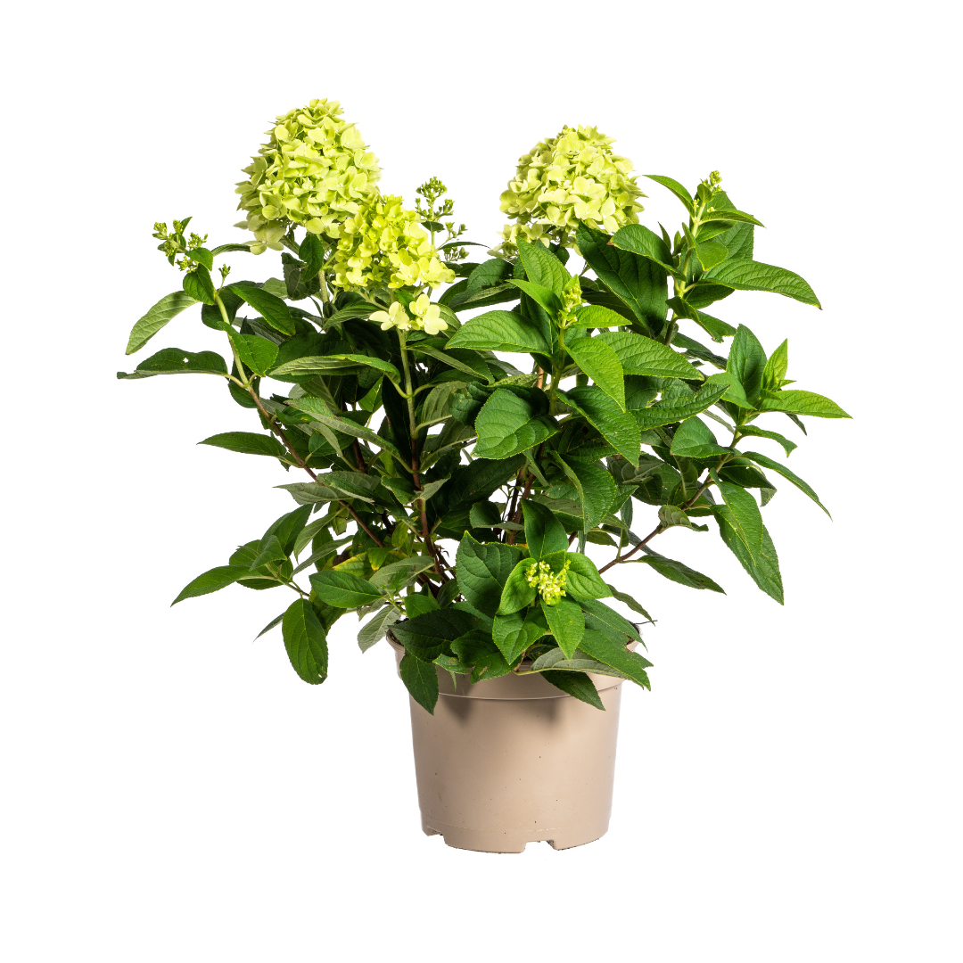 Hydrangea Paniculata Limelight