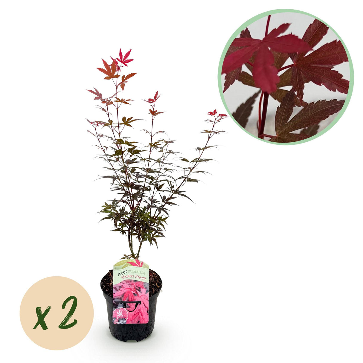 Acer palmatum Skeeters Broom x2