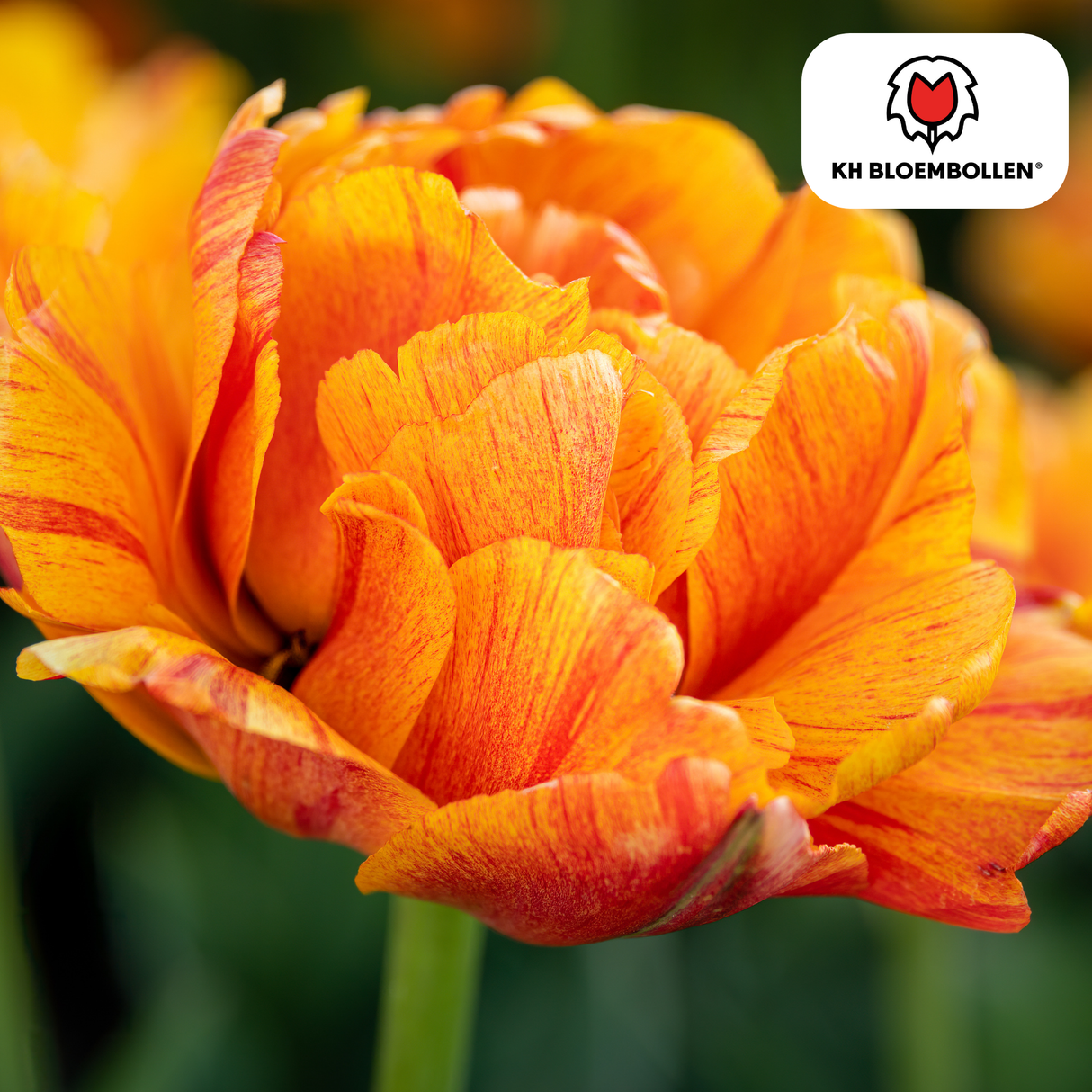 Yellow, Orange & Red Double-Flowered Tulip – Peony-like & Colorful – For Garden or Pot – Size 11/12 – 20 Pieces
