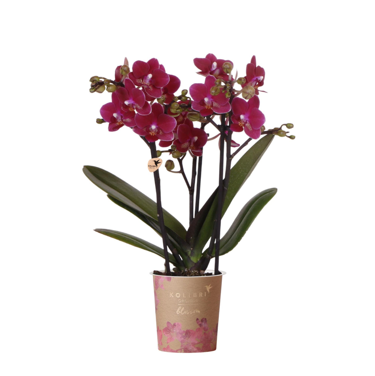 Purple Phalaenopsis Orchid Pot Size Ø9cm | Chamonix | Flowering Houseplant – Fresh from the Grower