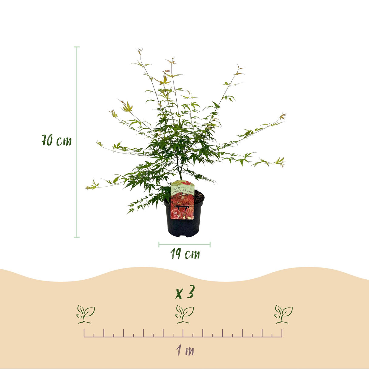 Acer palmatum Pink Dwarf x2