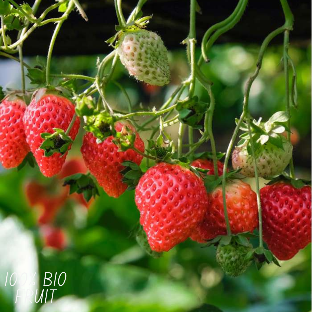 3x BIO Strawberry plants set
