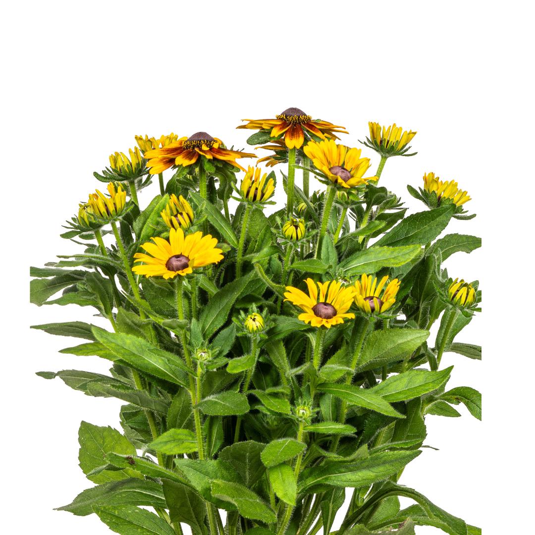 Rudbeckia Summerina Ø19cm - ↕45 - 60cm