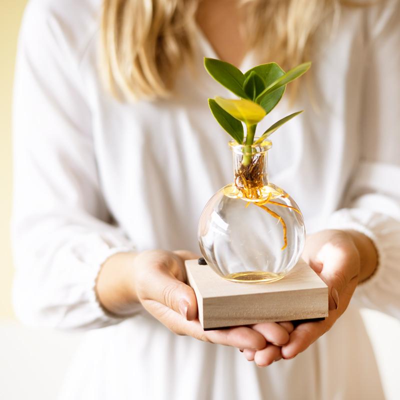 Glowplant - Clusia in a vase with a lamp
