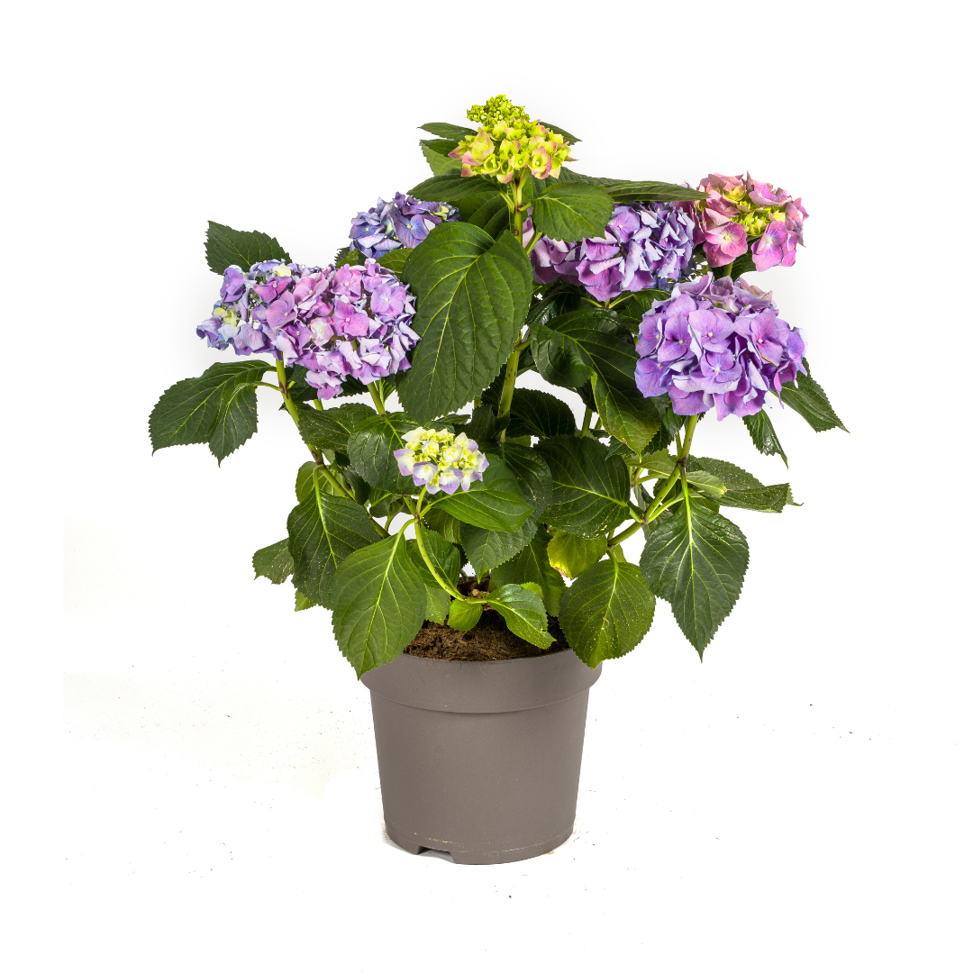 Hydrangea Macrophylla Blue