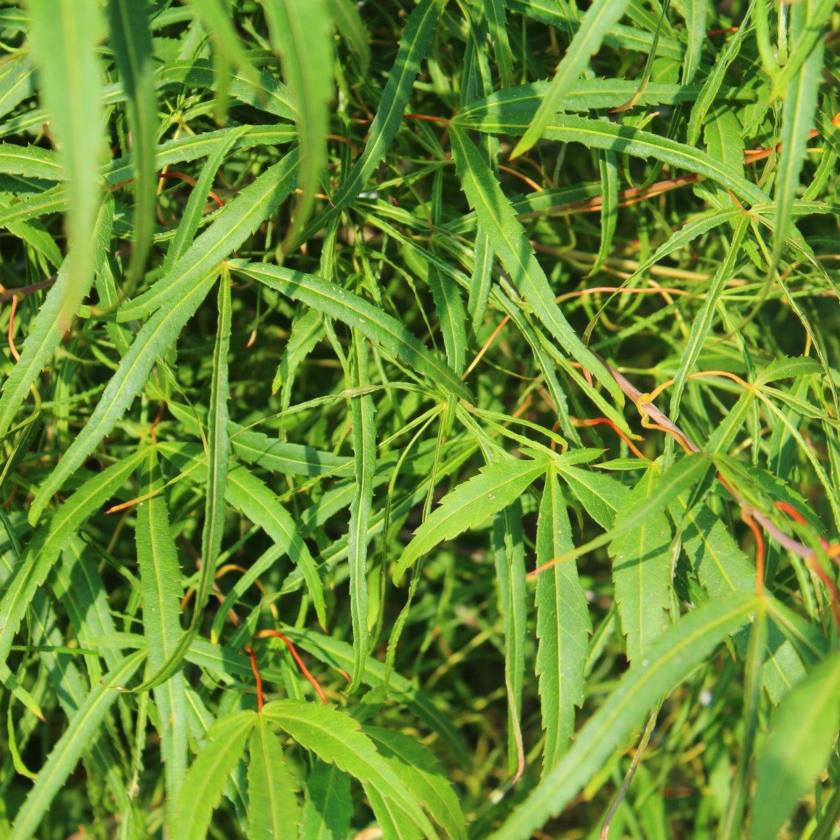 Acer palmatum Koto-no-ito x2