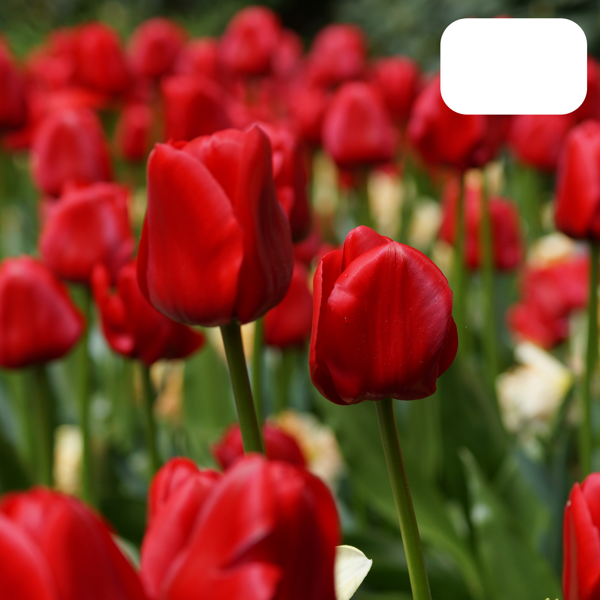 Deep Red Tulip – Strong / Pot – Size 11/12 x20