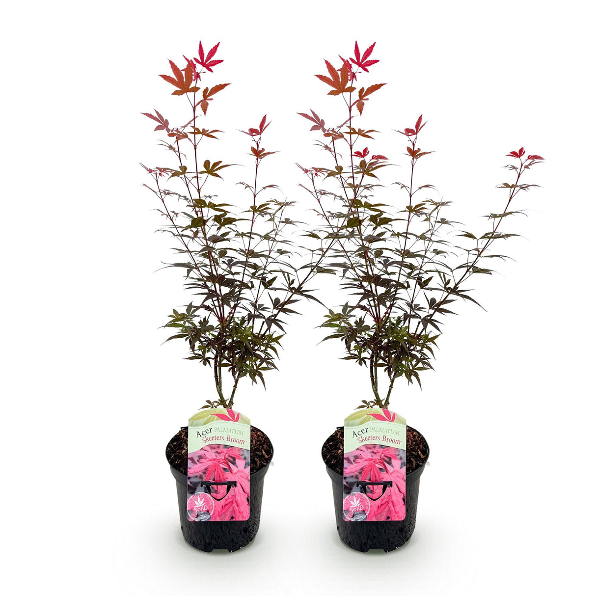 Acer palmatum Skeeters Broom x2