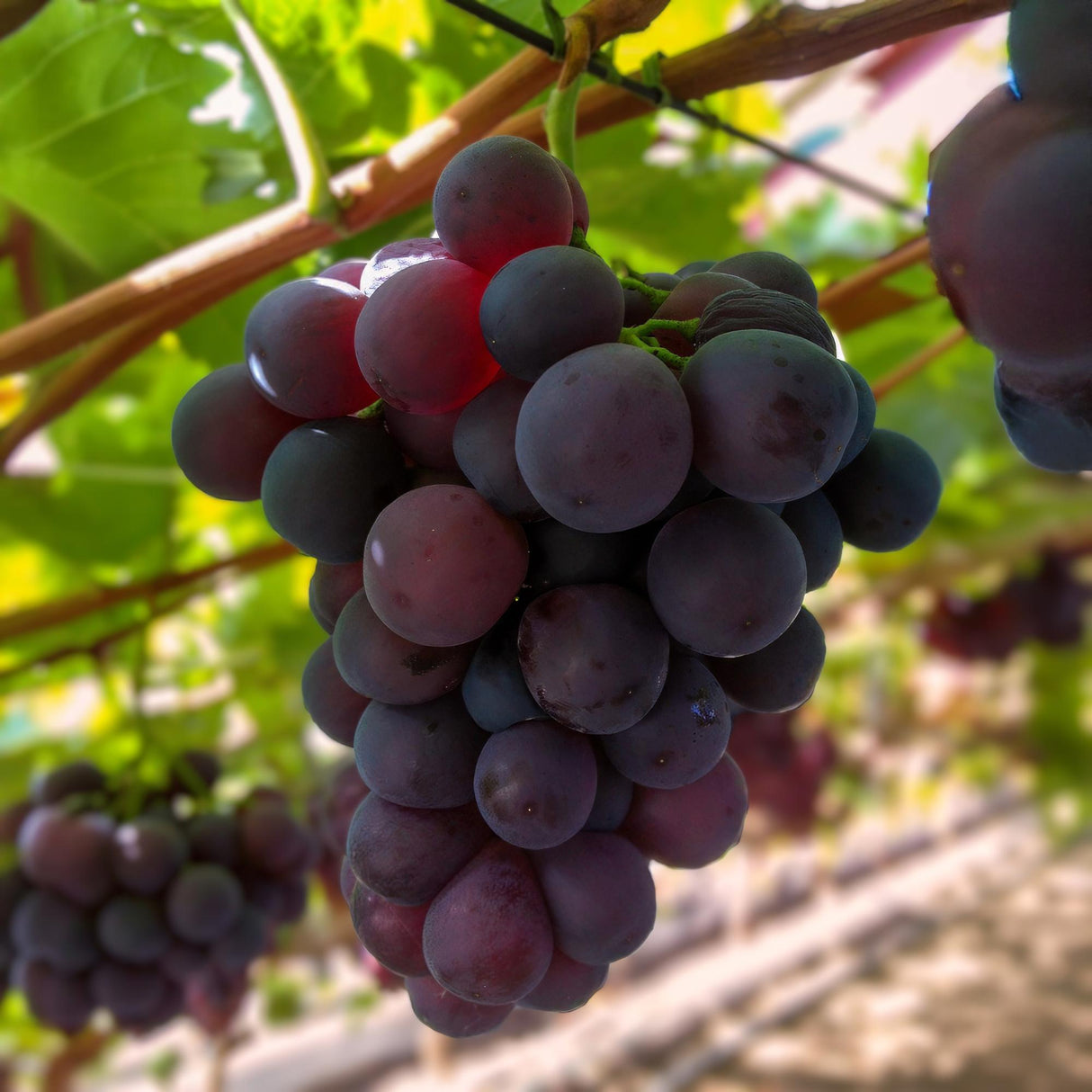 Purple Grape - Seedless x2