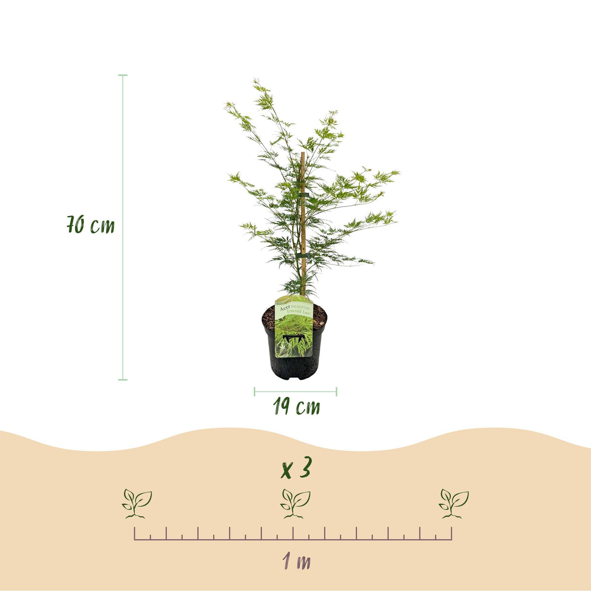 Grøn boutiQ - Terrasplant - Japanse Esdoorn - Acer palmatum Emerald Lace - Grøn - 2 Planter - Bladverliezend - Potte 19cm Højte 70cm