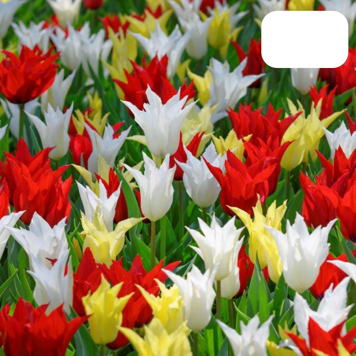 Tulpenbollen Tres Chic Mix – 20 Stuks | Geel & Witte Tulpen  – Voor Tuin of Pot – Maat 11/12