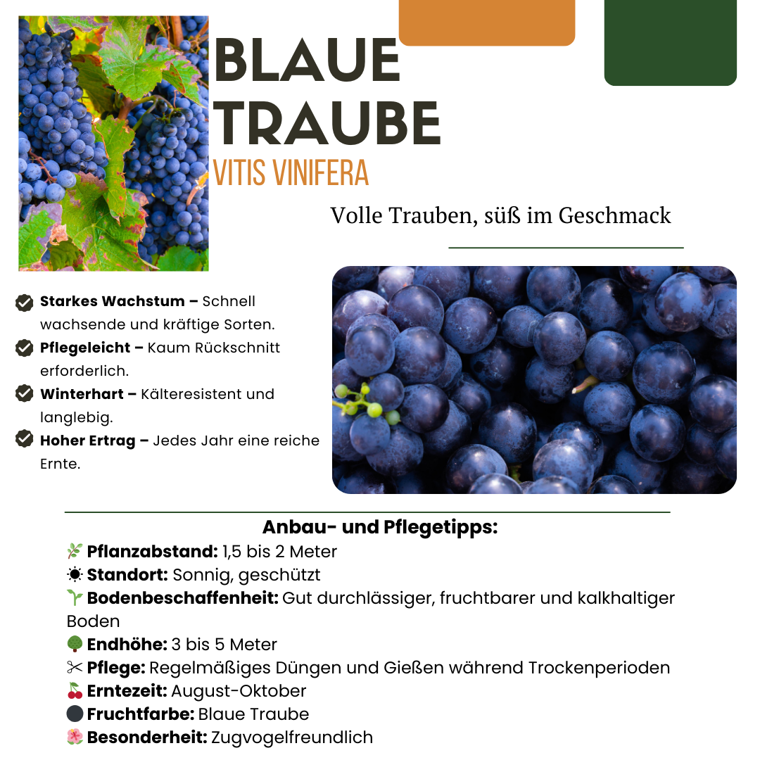 6 x Organic Grape Plants – Ø 13 cm – ↨ 20 cm