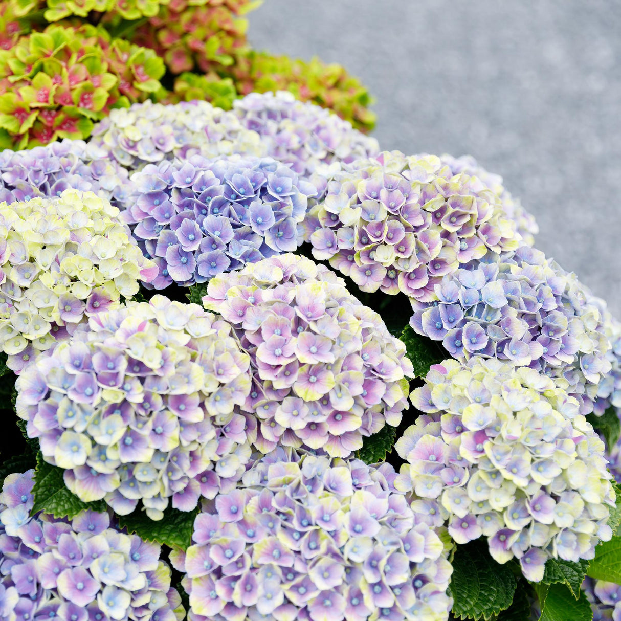 Hydrangea Magical Jewel Blue