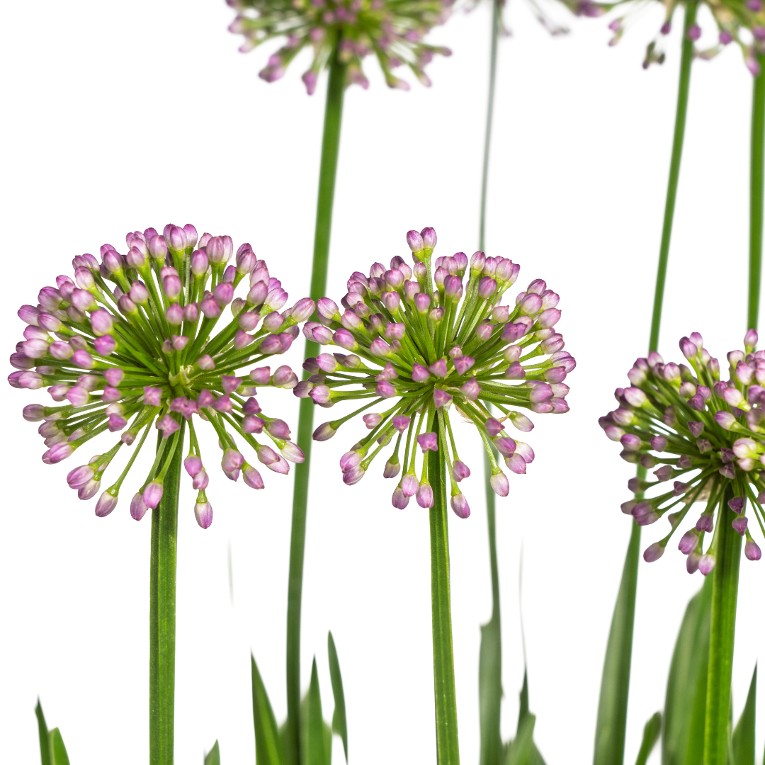 Allium Senescens Millenium