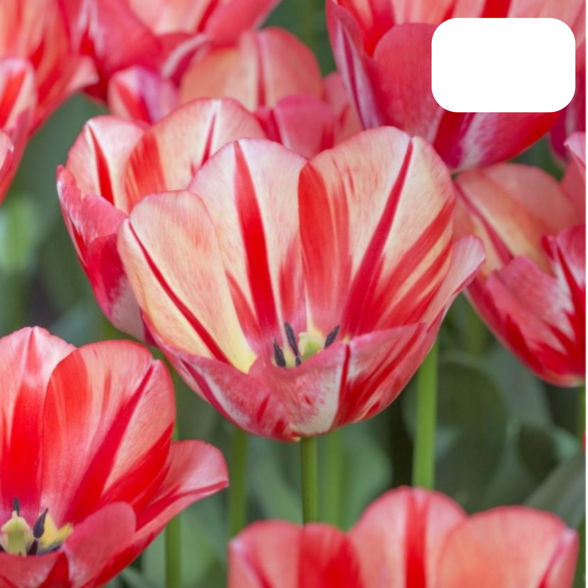 Red-Orange Tulip – Fiery / Pot – Size 11/12