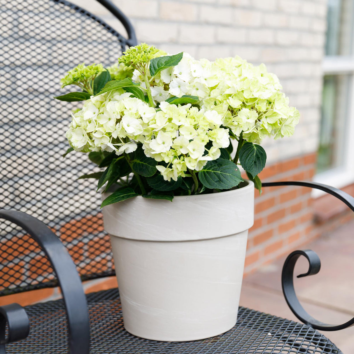 Hydrangea Magical Nobless white x2