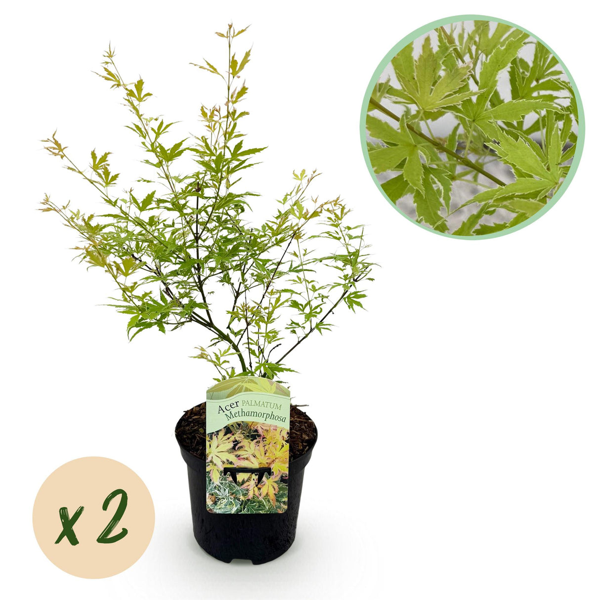 Grøn boutiQ - Terrasplant - Japansk Esdoorn - Acer palmatum Methamorphosa - Grøn - 2 Planter - Bladverliezend - Potte 19cm Højte 70cm