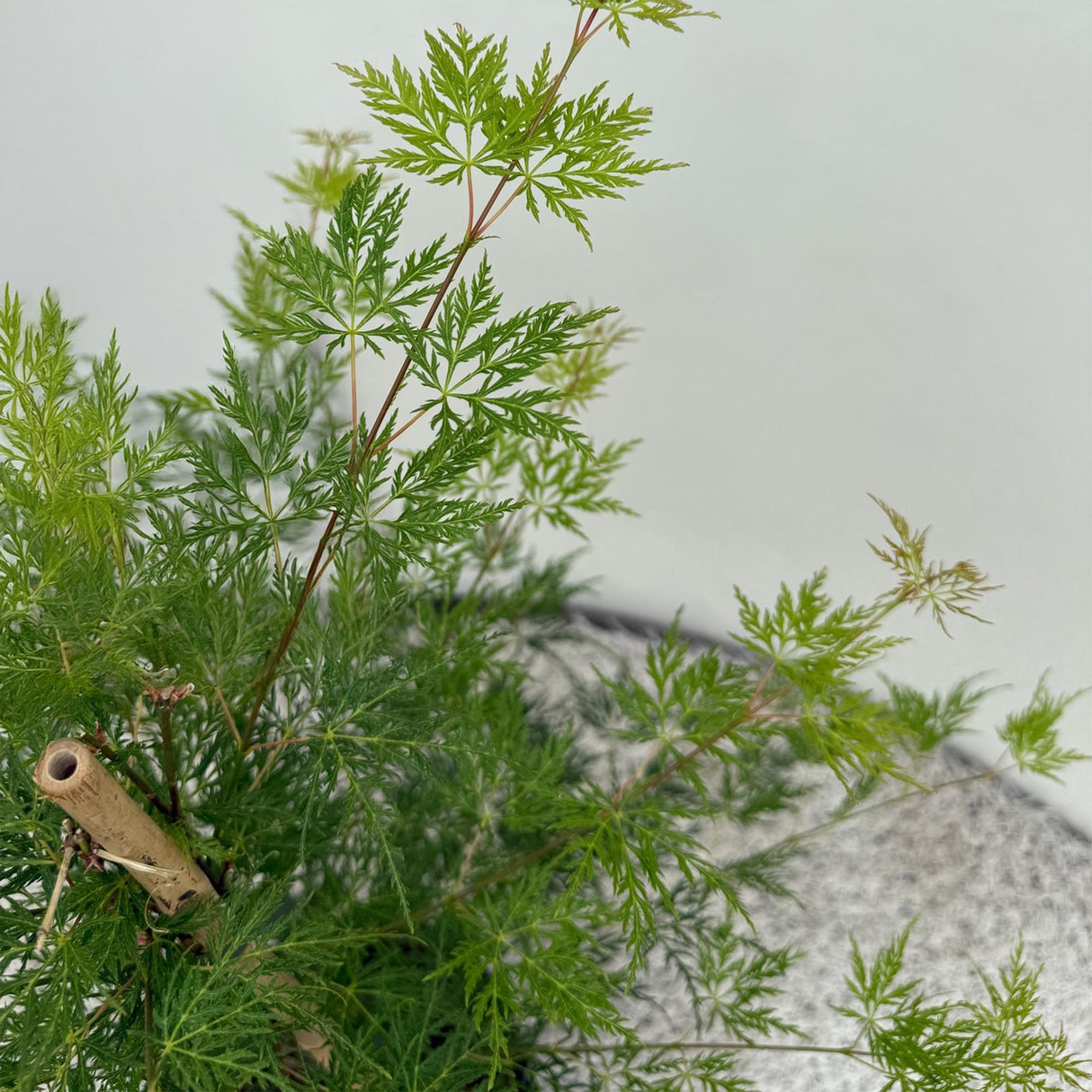 Grøn boutiQ - Terrasplant - Japanse Esdoorn - Acer palmatum Emerald Lace - Grøn - 2 Planter - Bladverliezend - Potte 19cm Højte 70cm