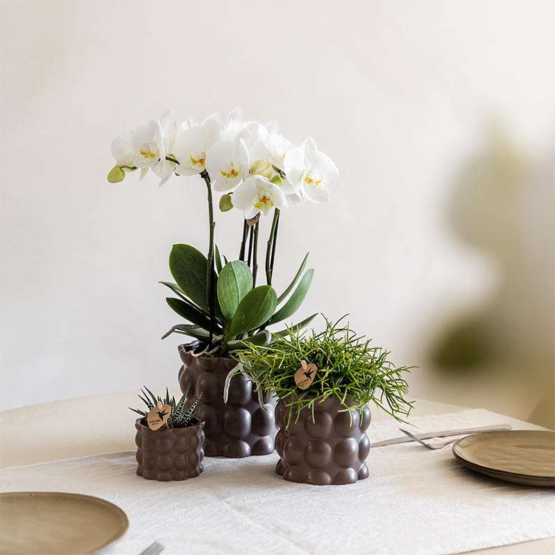 Plant Set Cotton Brown | Green Plants with White Phalaenopsis Orchid Ghent in Ceramic Decorative Pots