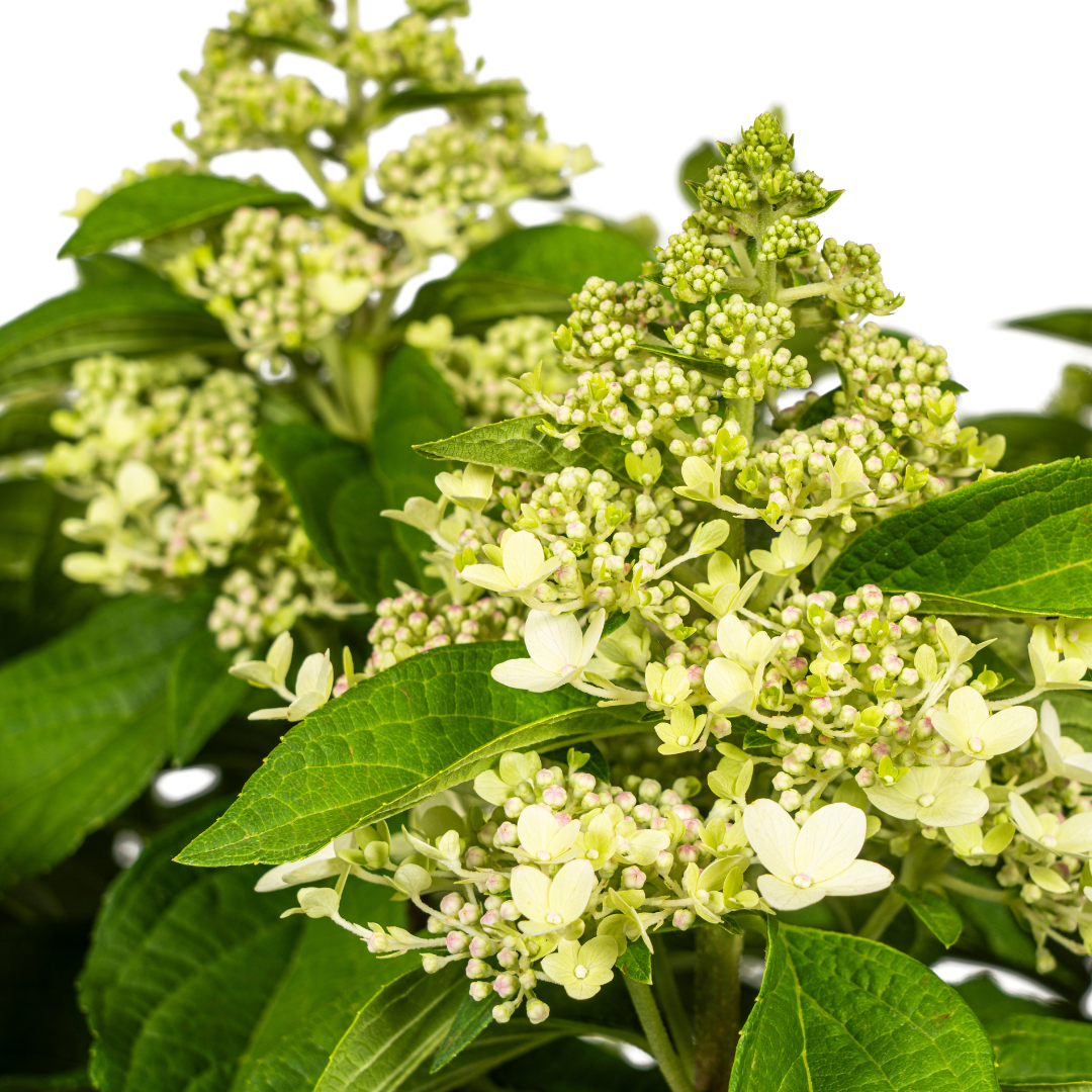 Hydrangea Paniculata White