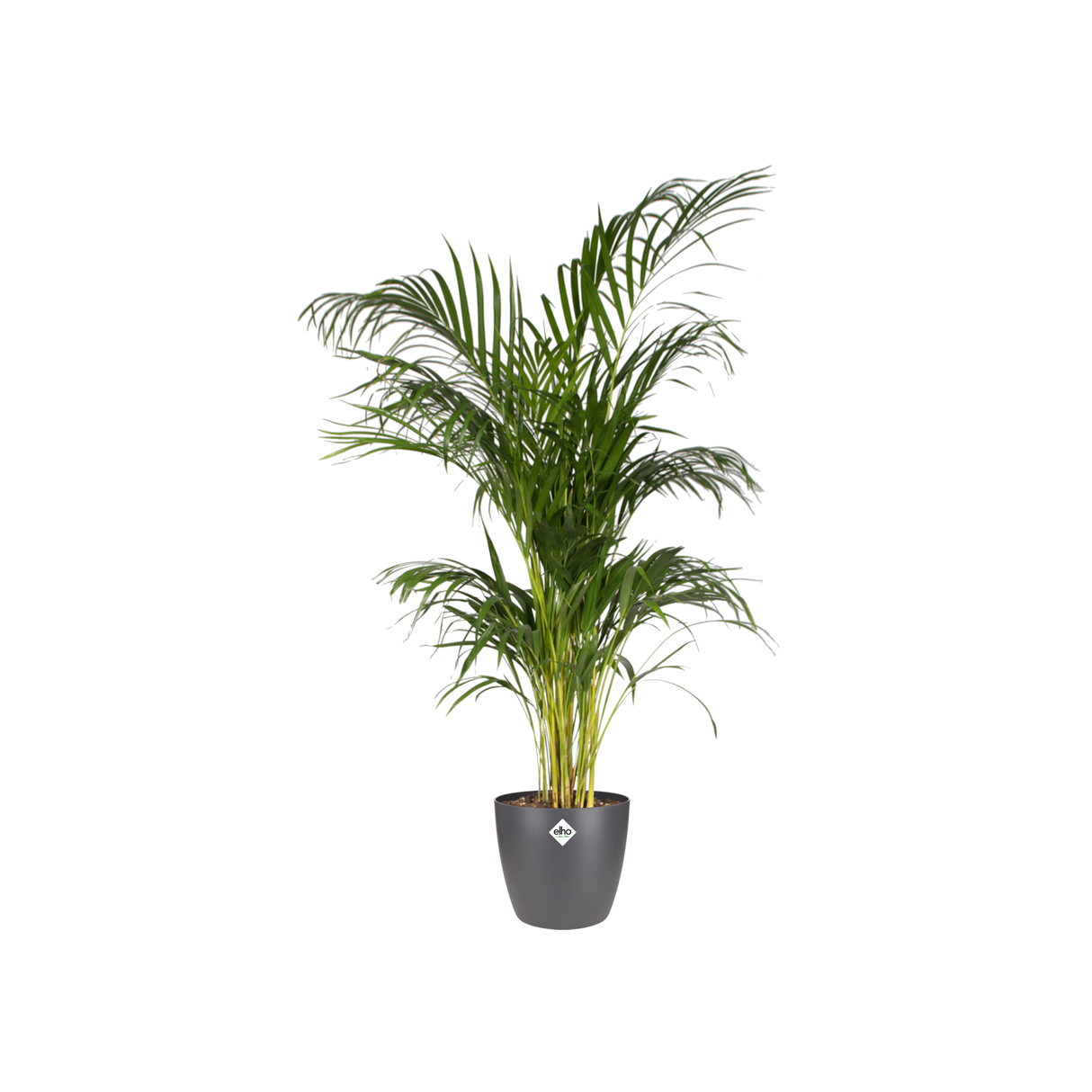 Pot elho Brussels Round Anthracite D20 x H19