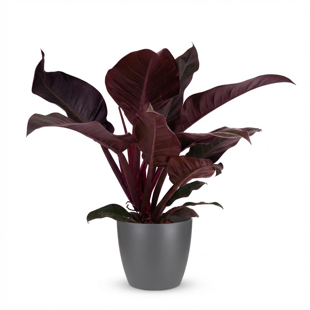 Philodendron - Philodendron Imperial Red - Topf 19cm - Höhe 60cm