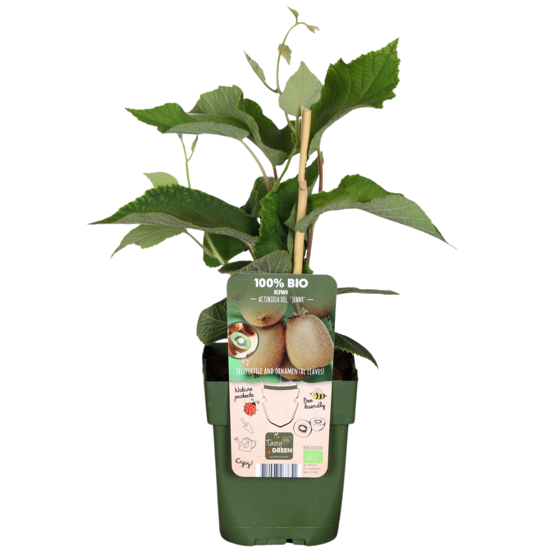 3 x Organic Kiwi Plants – Ø 13 cm – ↨ 20 cm