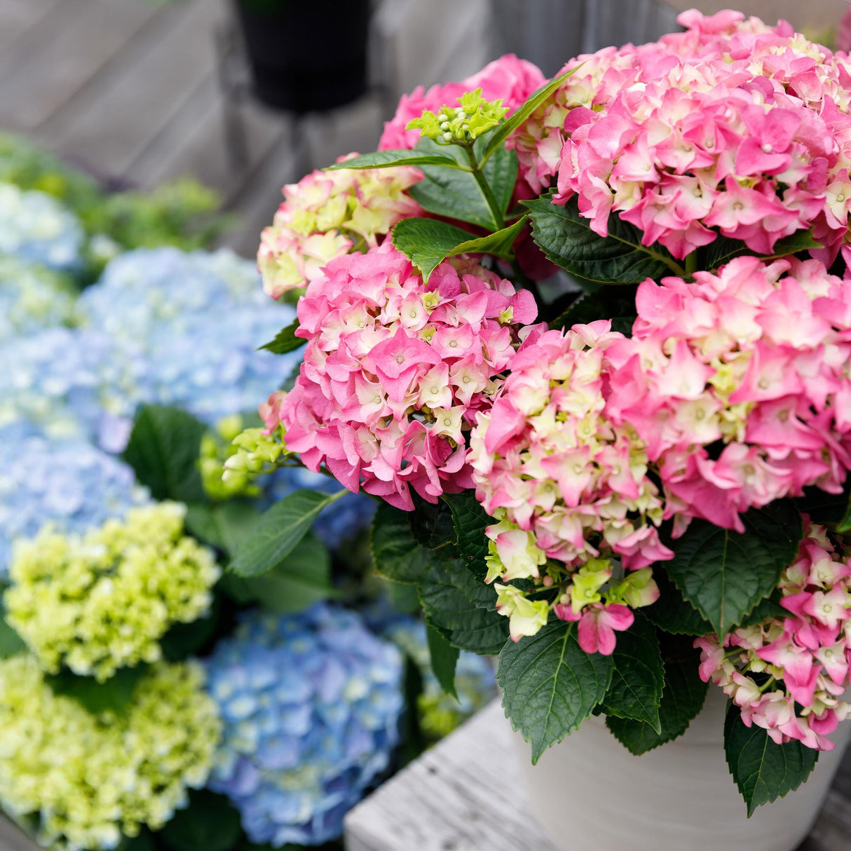 Hydrangea macrophylla Pink x2