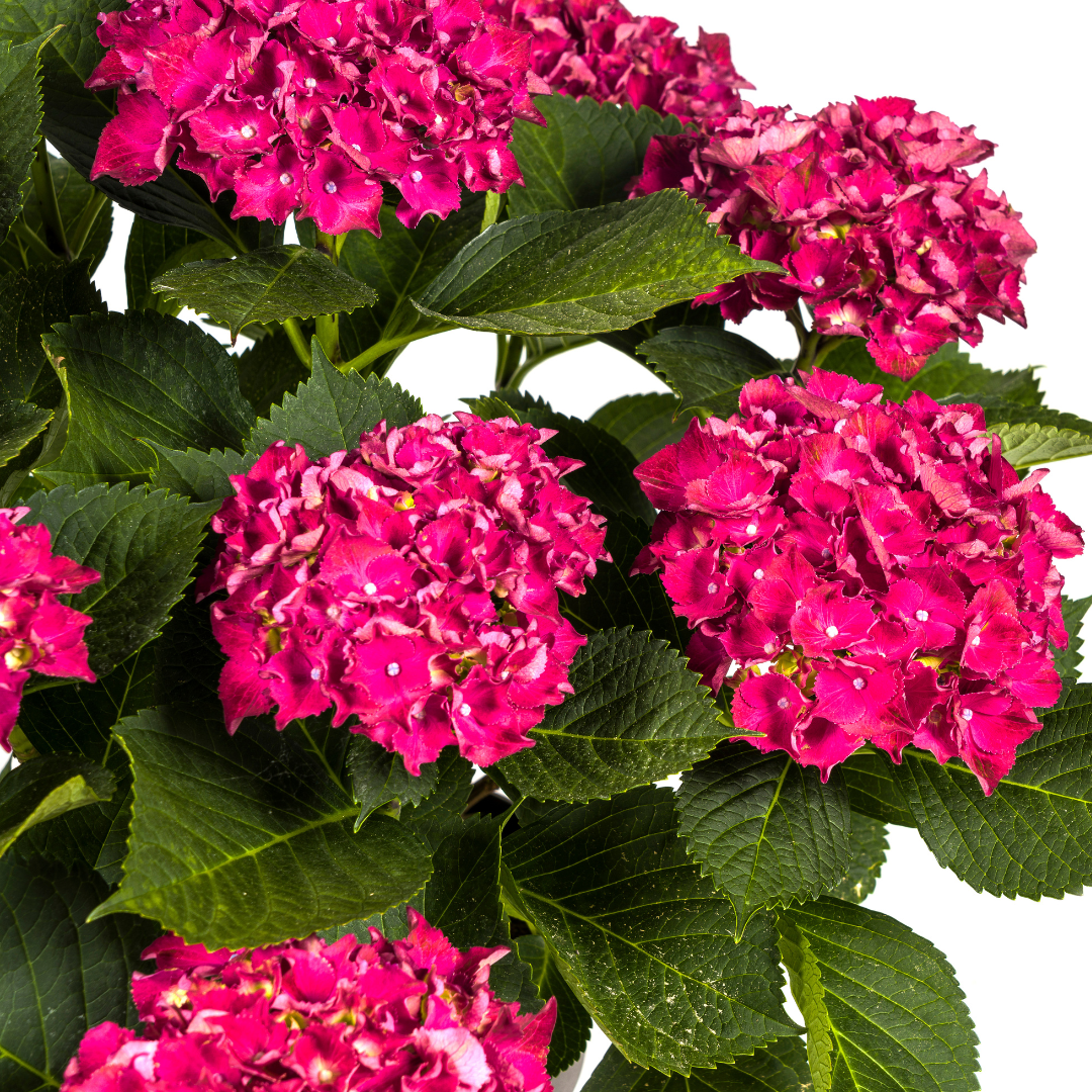 Hortensia Macrophylla Rød Ø24cm - ↕70 - 80cm