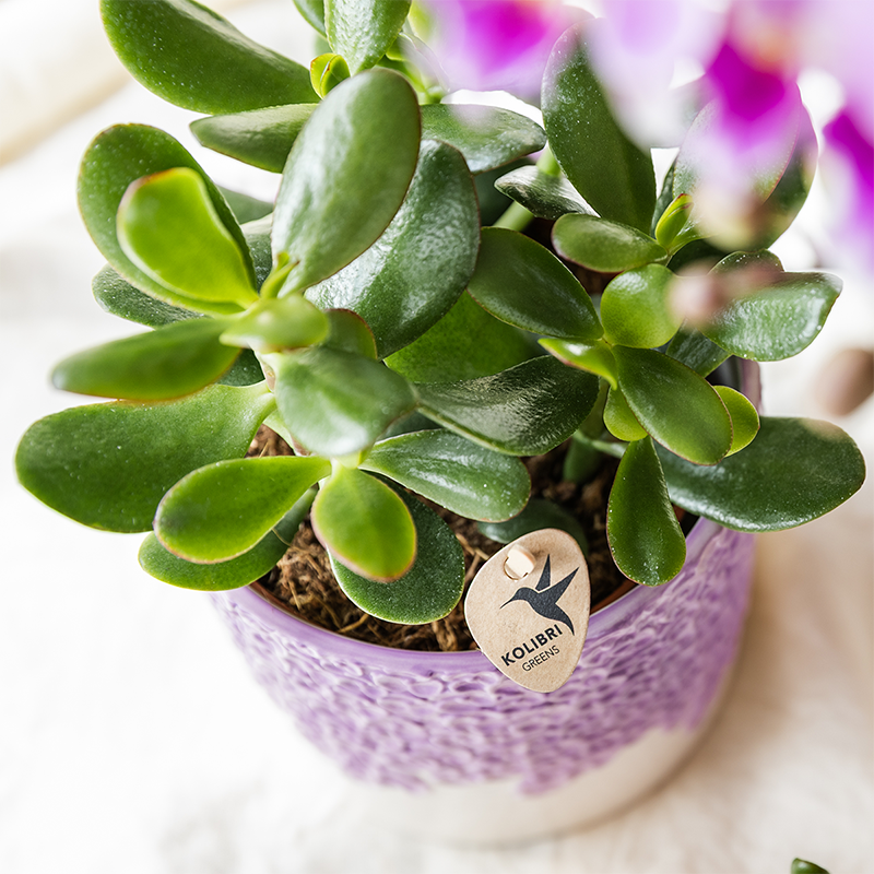 Kolibri Home | Bloom sierpot - Lila - Ø12cm