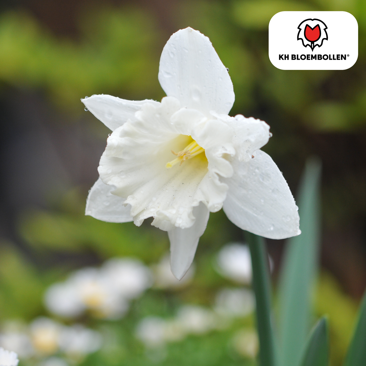 Snow Baby narcis 20 stuks