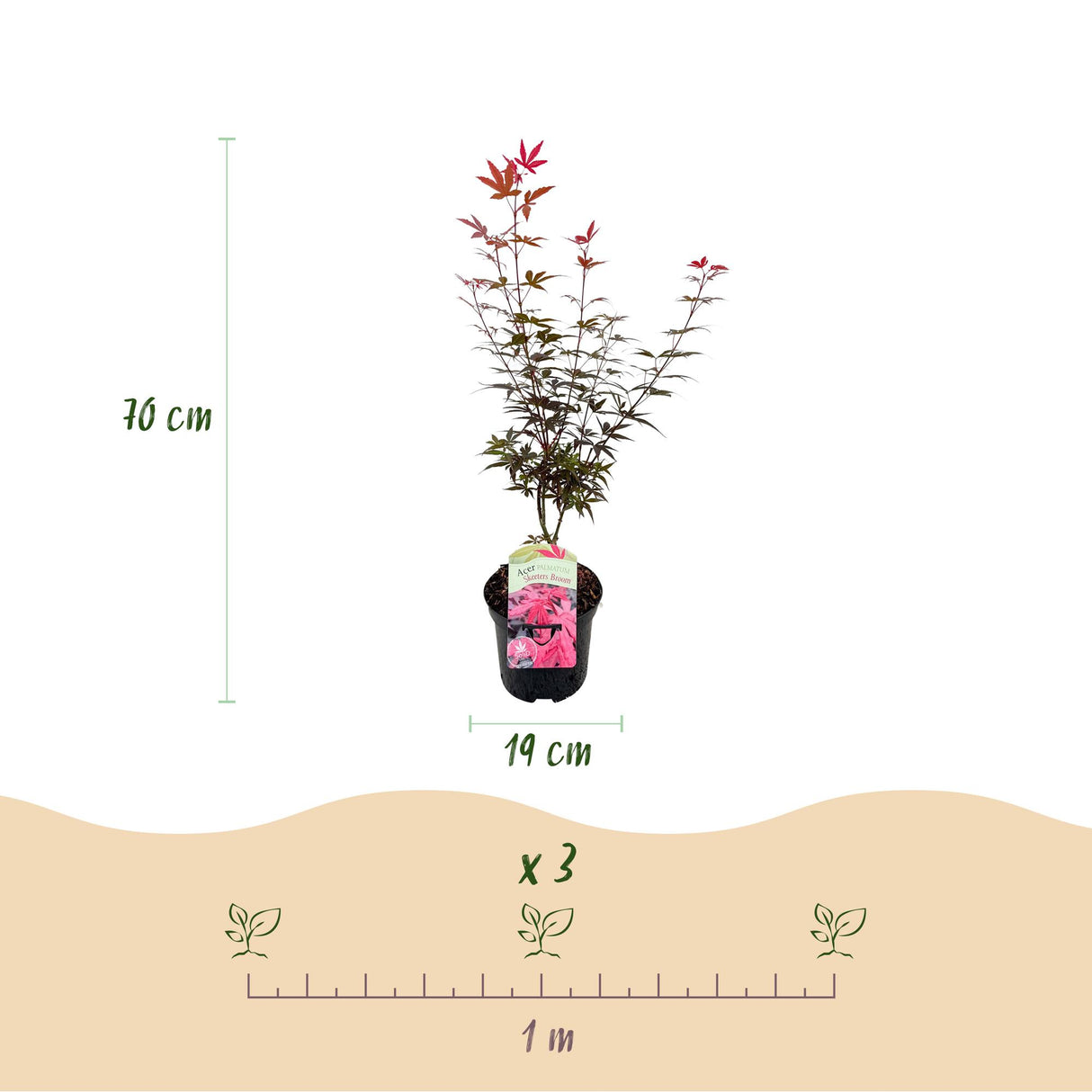 Acer palmatum Skeeters Broom x2