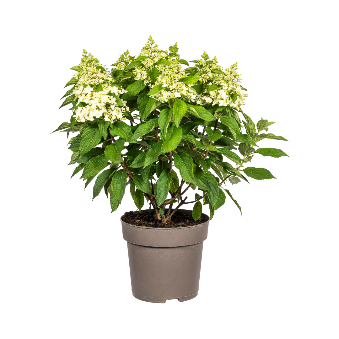 Hydrangea Paniculata White