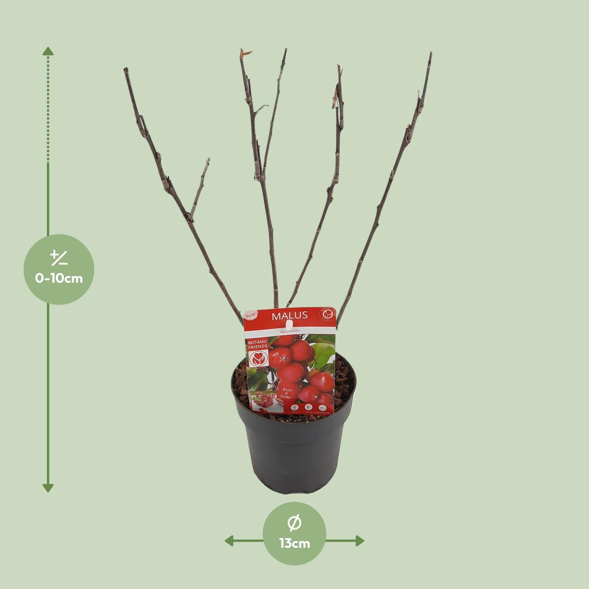 Malus 'Appletini' - Ø13cm - ↕10cm