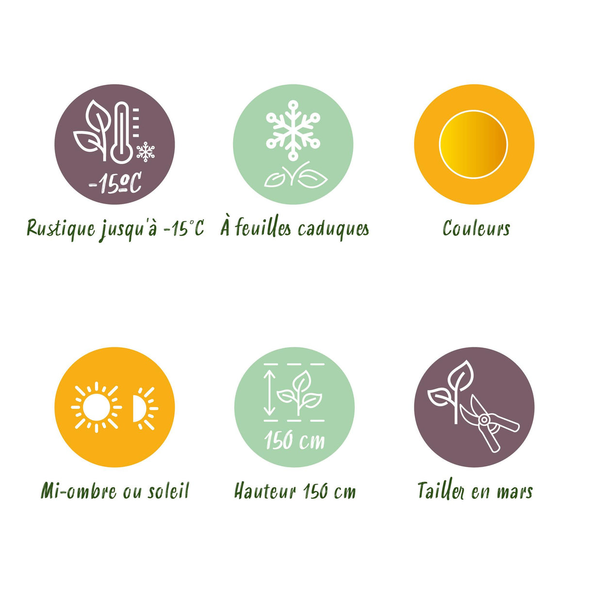 Grøn boutiQ - Terraplant - Japanse Esdoorn - Acer palmatum Jordan - Geel - 2 Planter - Bladverliezend - Potte 19cm Højte 70cm