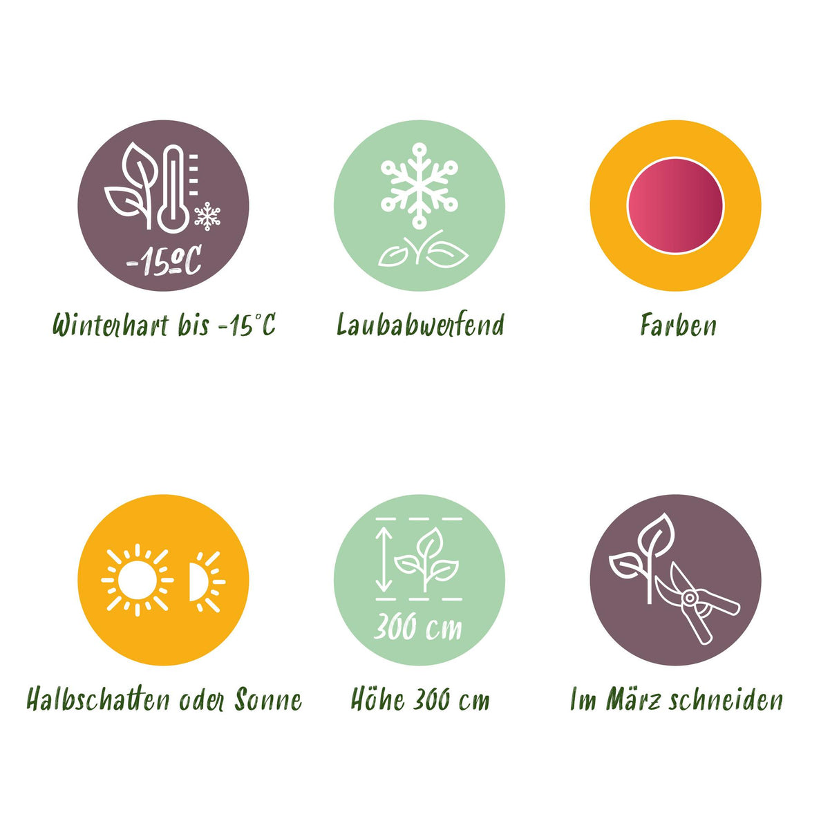 Acer palmatum Phoenix x2