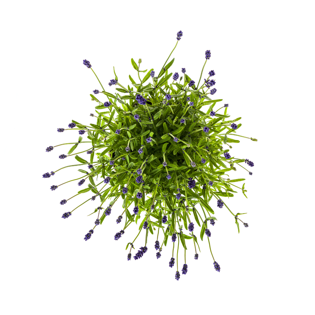 Lavandula Angustifolia