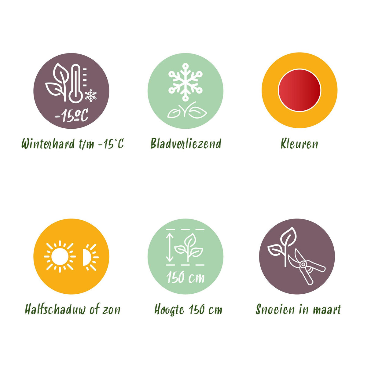 Acer palmatum Shaina x2