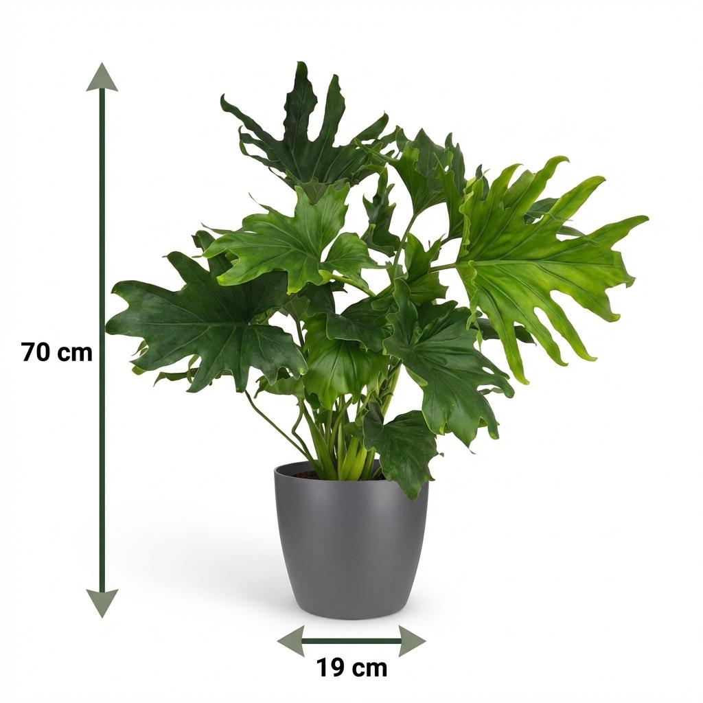Philodendron Lickety Split - Green - Pot 19cm - Height 70cm