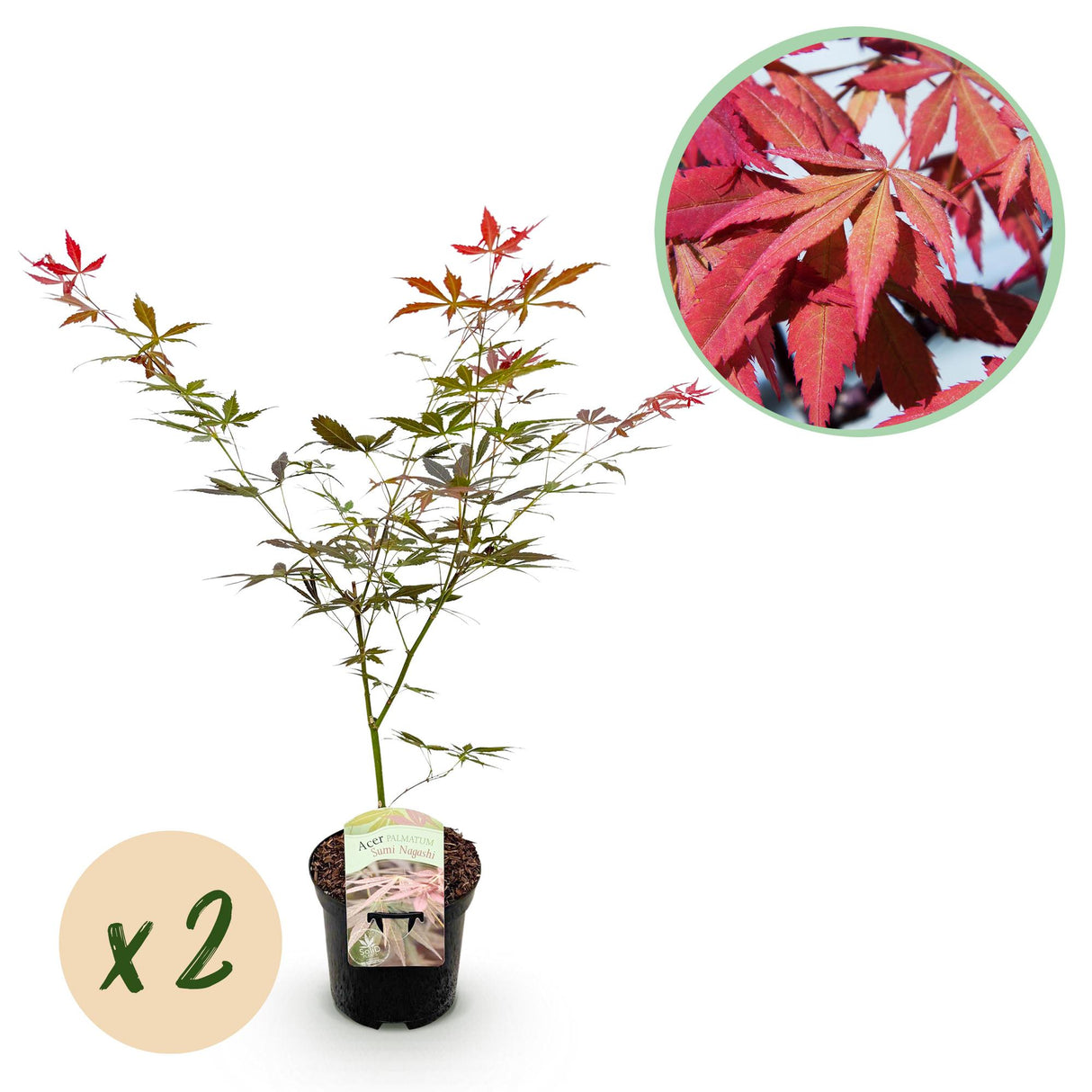 Acer palmatum Sumi-nagashi x2