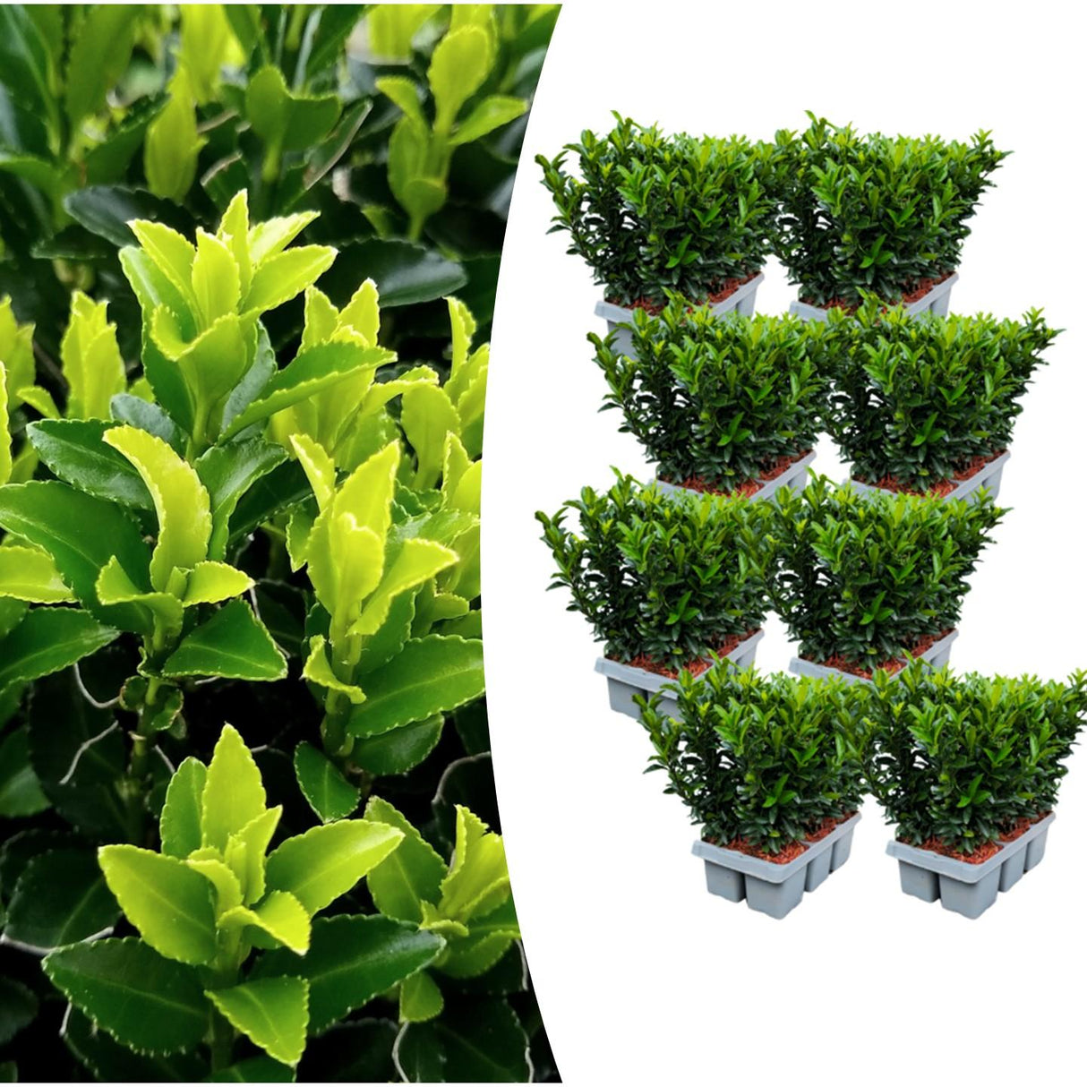 8 x 6-pack Euonymus 'Green Spire' – Ø 7 cm – ↨ 15 cm