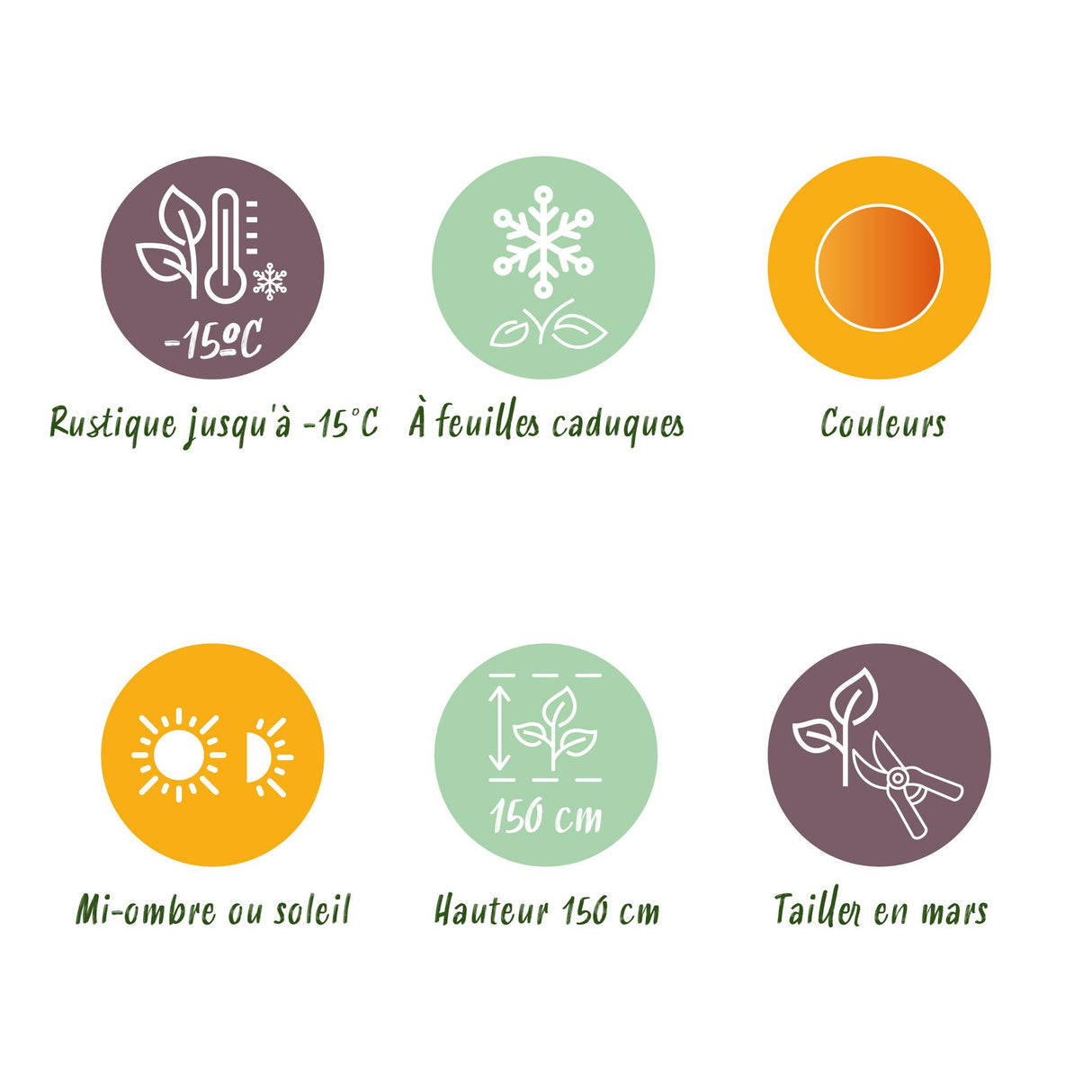 Acer palmatum Orange Dream x2