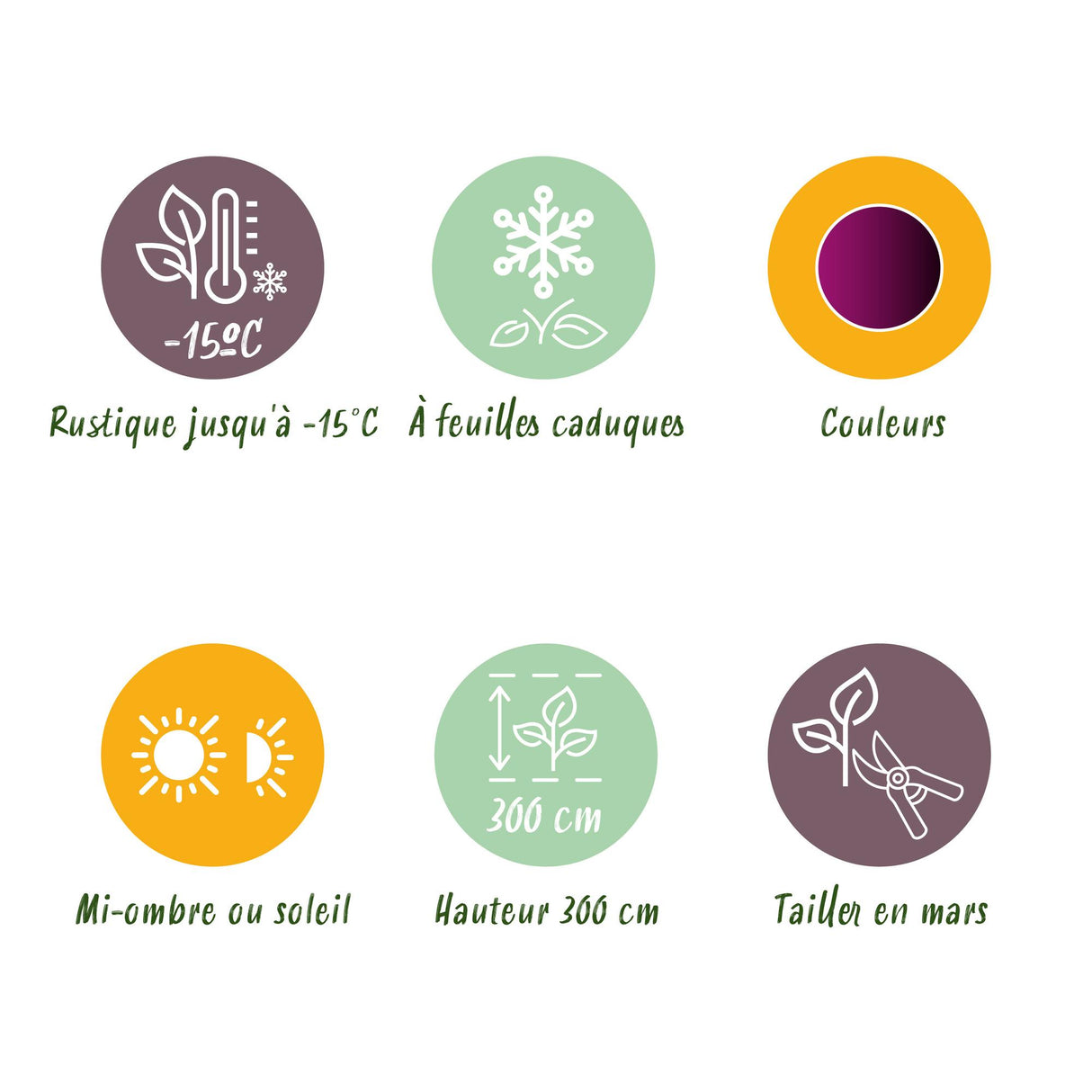 Acer palmatum Trompenburg x2