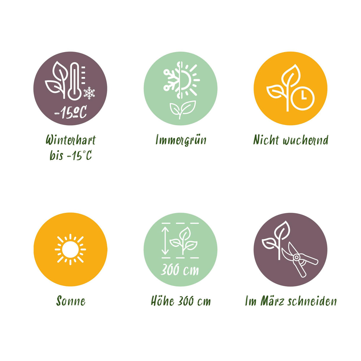 Japanese Fiber Banana - Musa Basjoo x2