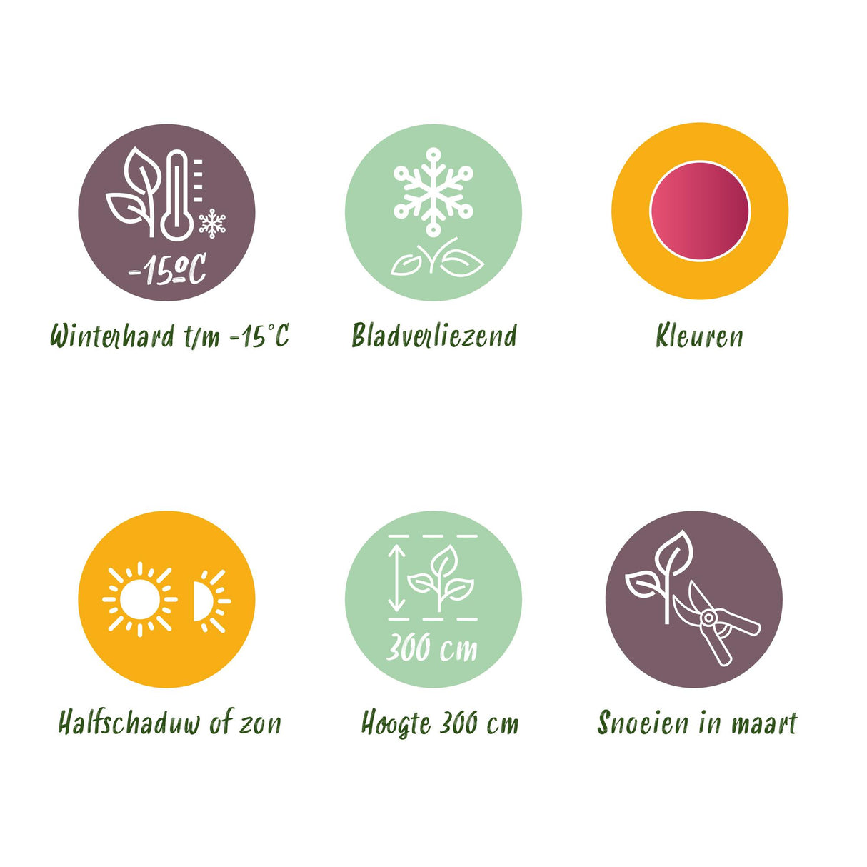 Acer palmatum Phoenix x2