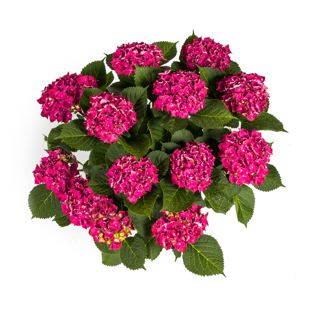 Hortensia Macrophylla Rød Ø24cm - ↕70 - 80cm