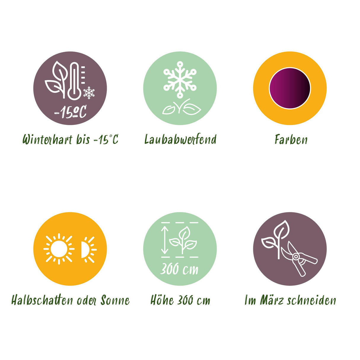 Acer palmatum Trompenburg x2