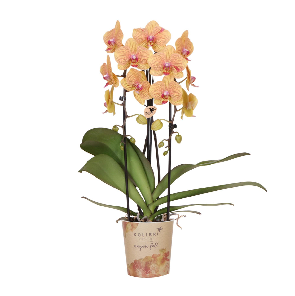 Orange Phalaenopsis Orchid Pot Size Ø12cm | Sunny Bunny | Flowering Houseplant – Fresh from the Grower