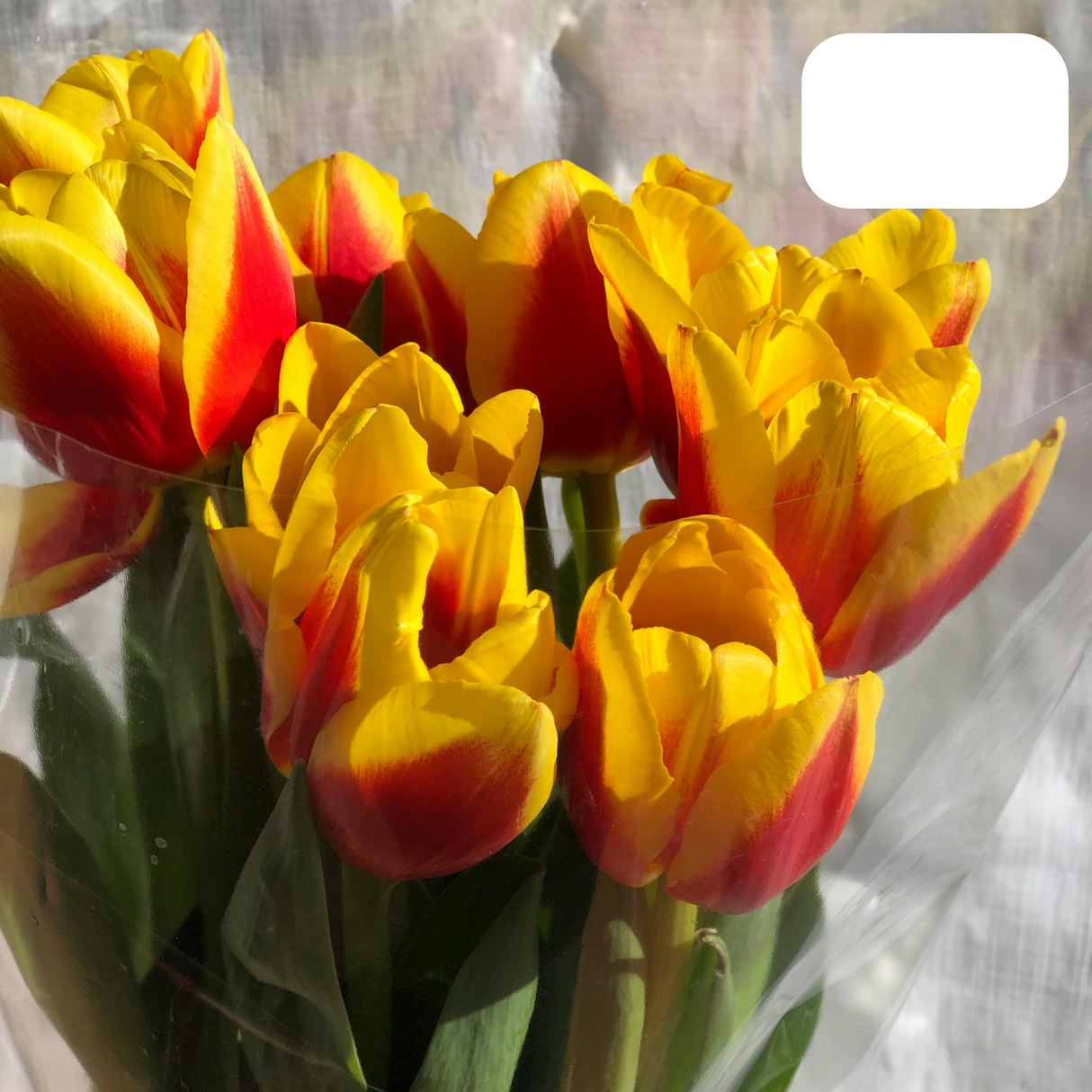 Tulip Bulbs Jan Seignette – 20 Pieces | Red-Yellow Striped Tulip – Classic & Striking – For Garden or Pot – Size 11/12 – Fresh from the Grower