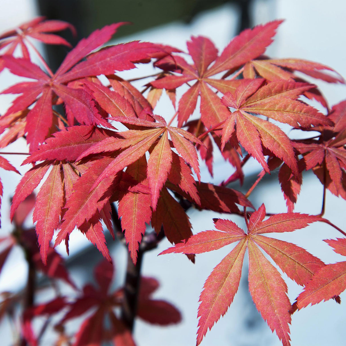 Acer palmatum Sumi-nagashi x2